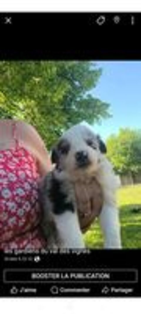   Chiots border collie 