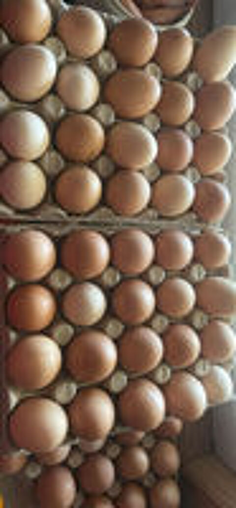   Oeufs de poules  