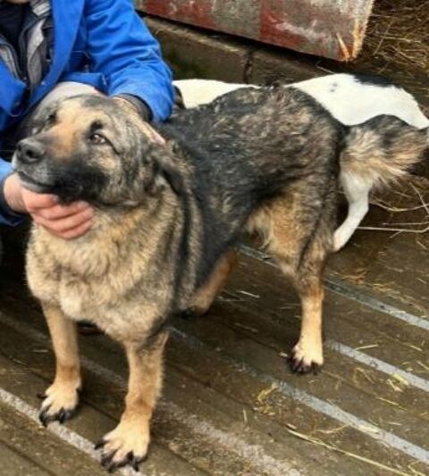 TEXAS 320 27620 Gasny