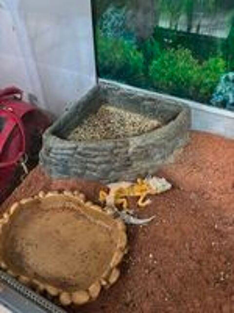   Gecko 