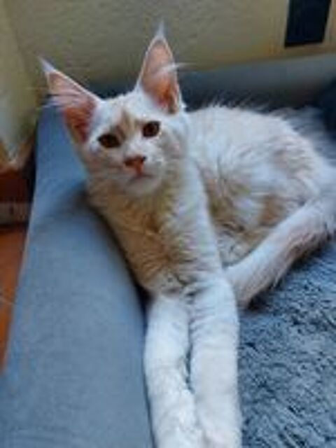   Chatons Maine COON 