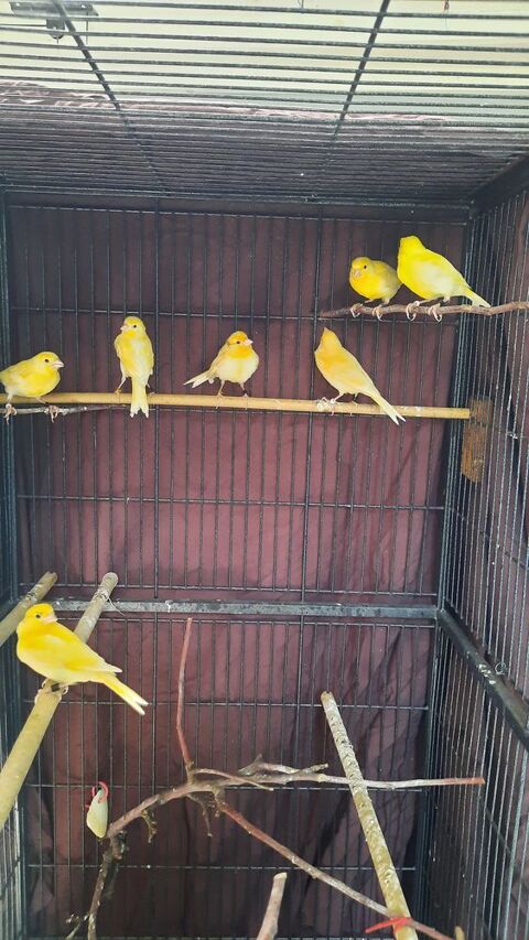 Jeunes canaris 15 44250 Saint-brevin-les-pins