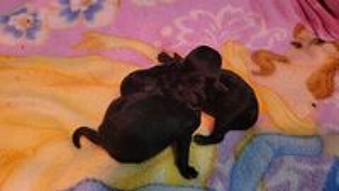   Chiot Caniche Toy noir ( A reserve ))
