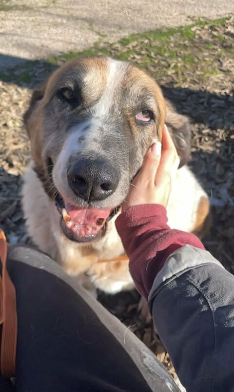 DAGA 8 ans, Merveilleuse Mastine Espagnole &agrave; aimer 195 24140 Douville