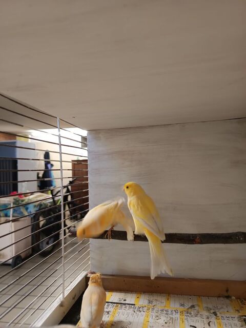 Canaris 20 42140 Chazelles-sur-lyon