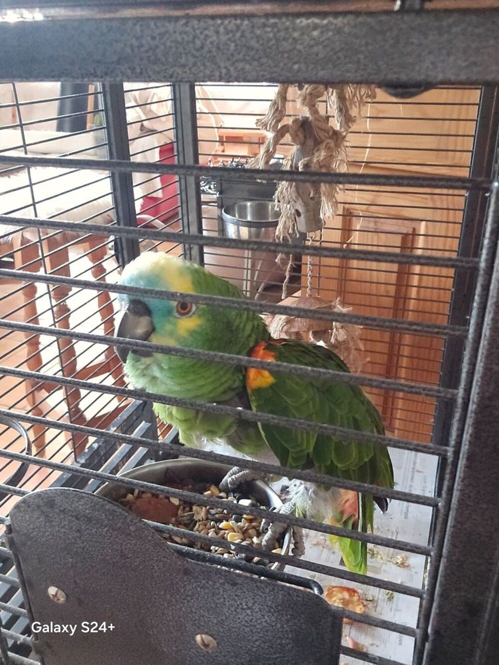   Perroquet amazone 