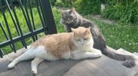   don de deux chats, frères, à adopter ensembles  