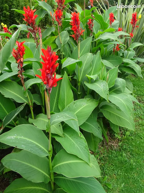 Graines de cannas diffrentes varits et couleurs ... 4 Brech (56)