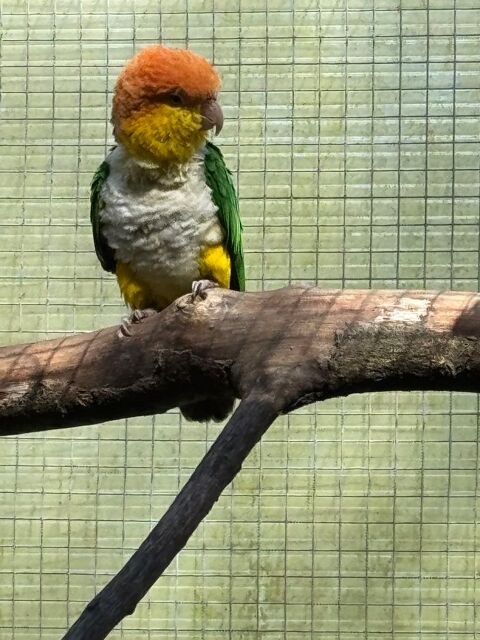 Ca&iuml;que 400 79200 Ch�tillon-sur-thouet