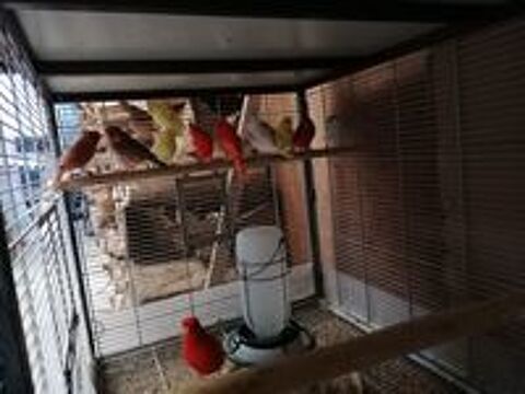   Canaris de couleurs diverses  males et femelles  