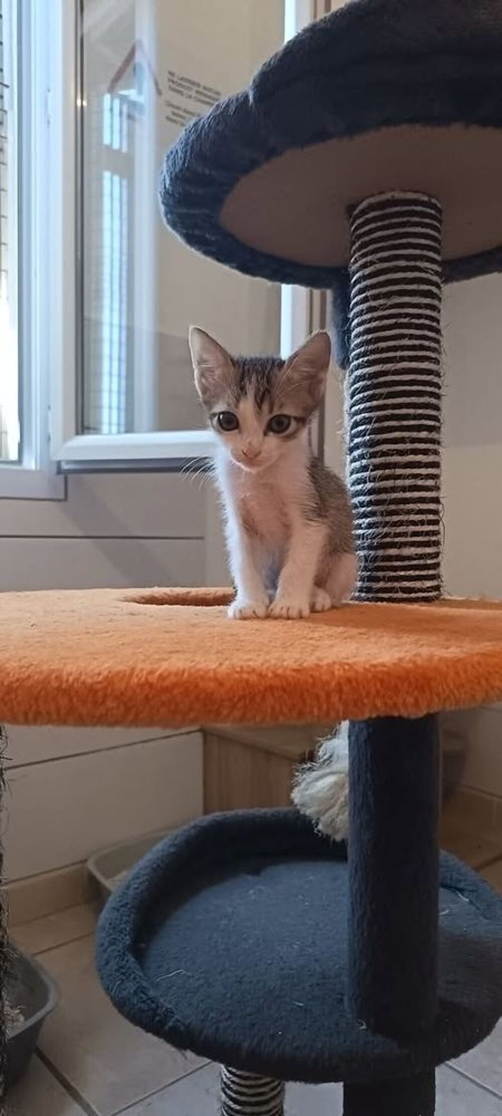   Chat BILBO à l adoption 
