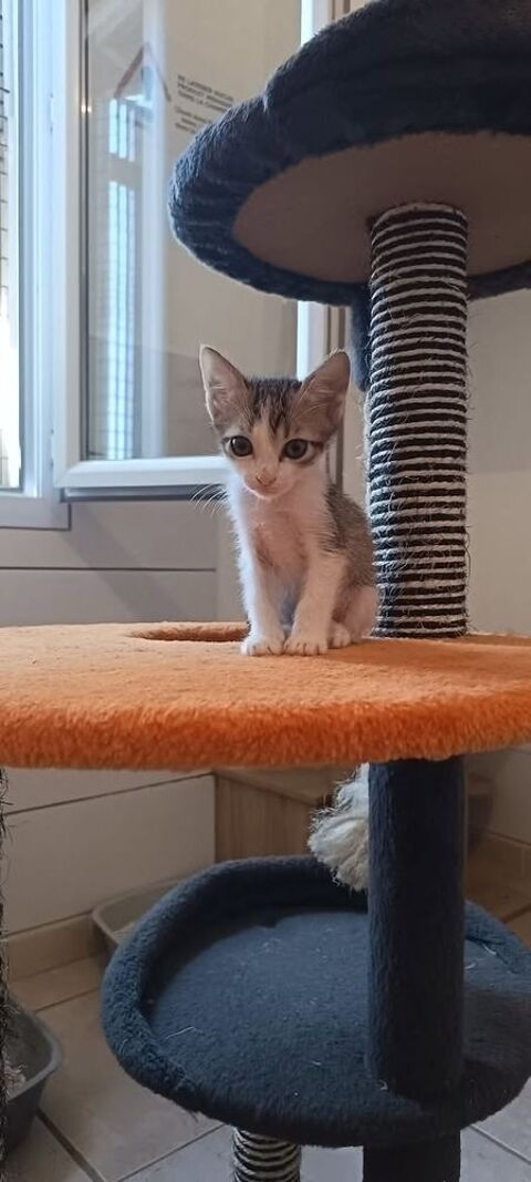 Chat BILBO &agrave; l adoption 120 07130 Saint-péray