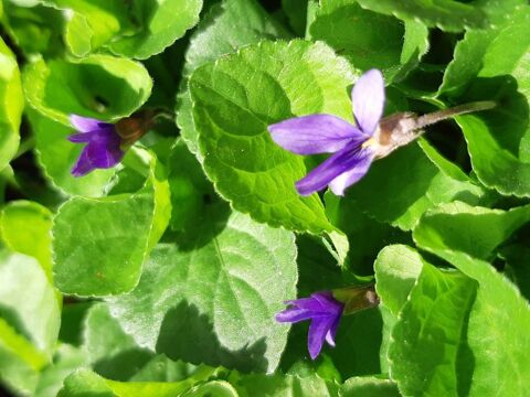  Violette de mon jardin, 1 lot 15 graines 1 La Seyne-sur-Mer (83)