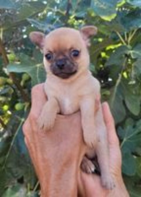   CHIHUAHUA 