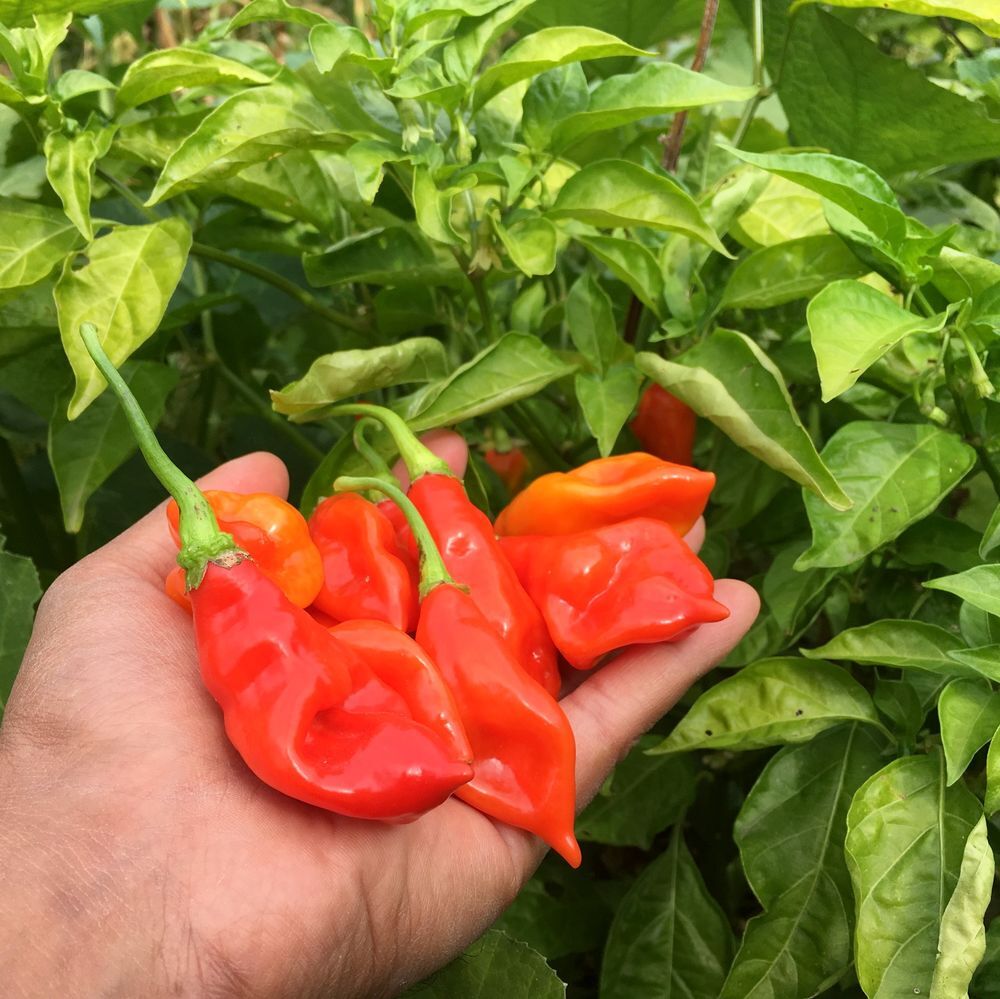 Jeunes plants Piment VEGETARIEN des ANTILLES Jardin