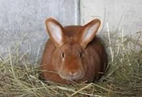 FAUVE DE BOURGOGNE 25 88470 La voivre