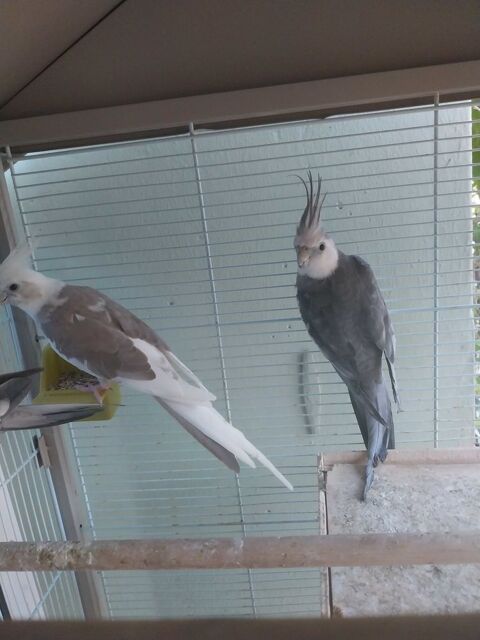 oiseaux calopsitte 30 94260 Fresnes