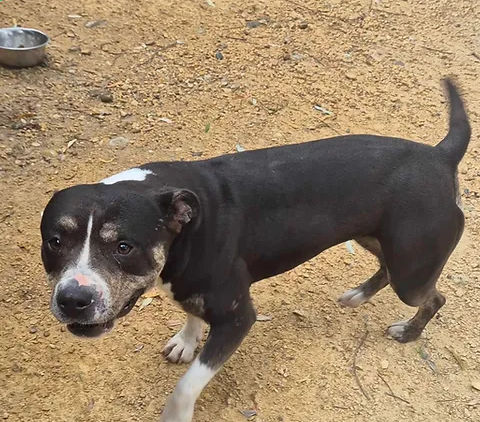 Uriel 230 26700 Pierrelatte