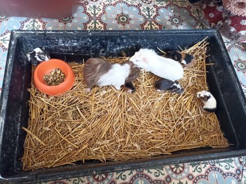 Cochon d inde disponible dans le 62 12 62123 Wanquetin
