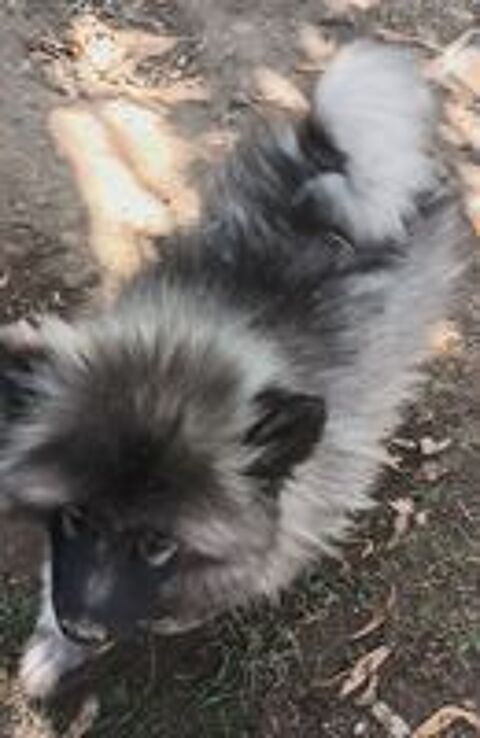   5 MAGNIFIQUES SPITZ LOUP 