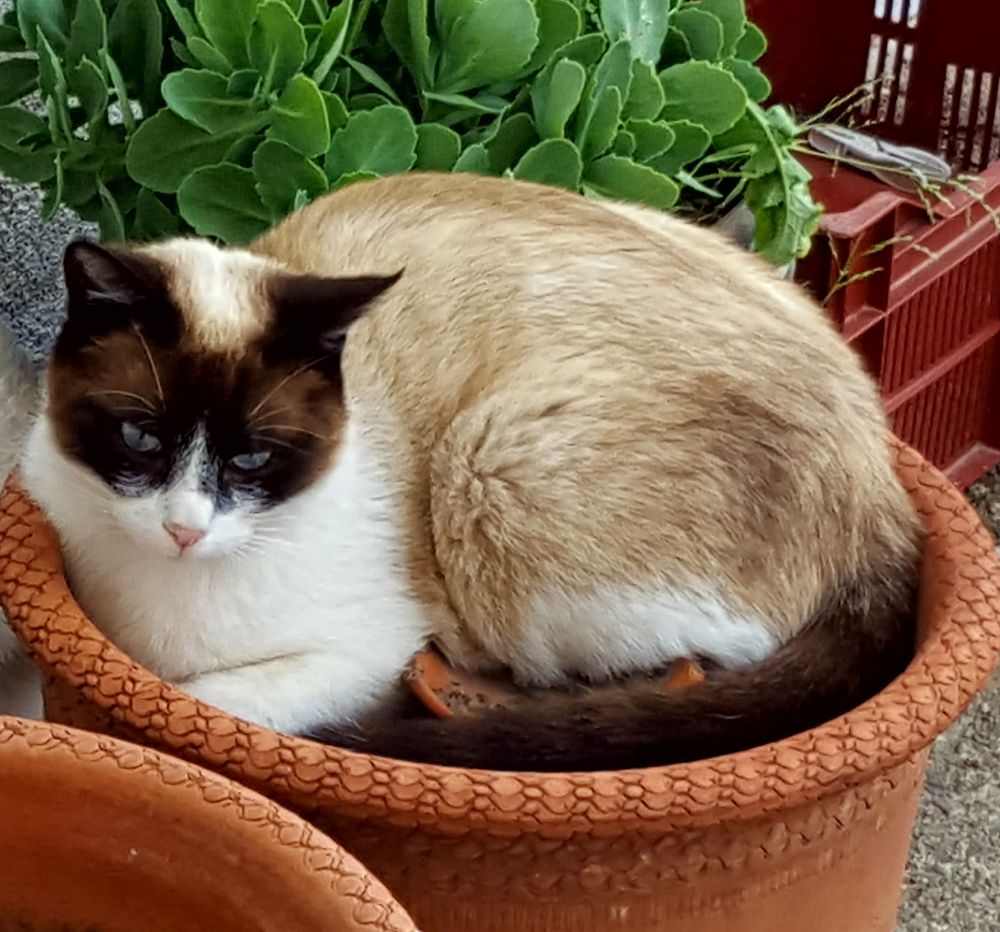   Appels à témoins - chat perdu à Ille sur Têt 66130 