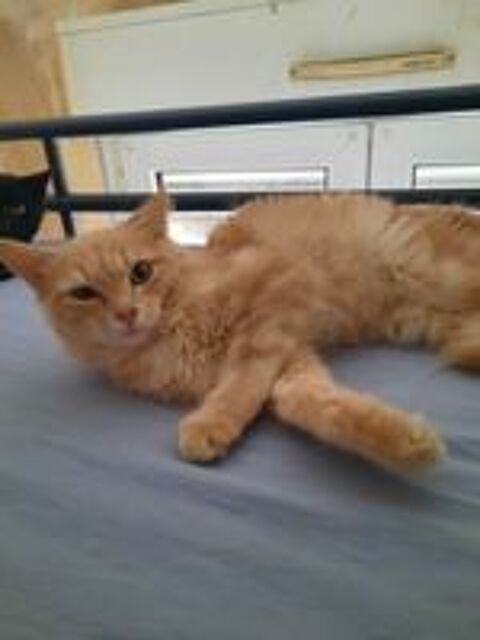   Adoption chaton de 5 mois 