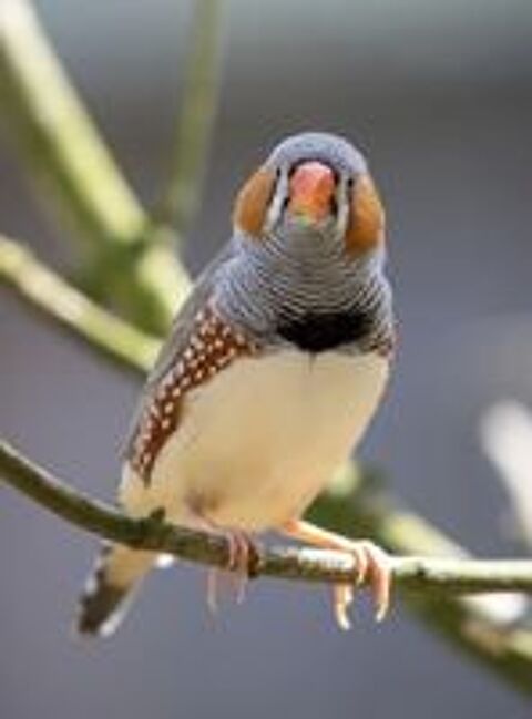   Mandarin + canari  