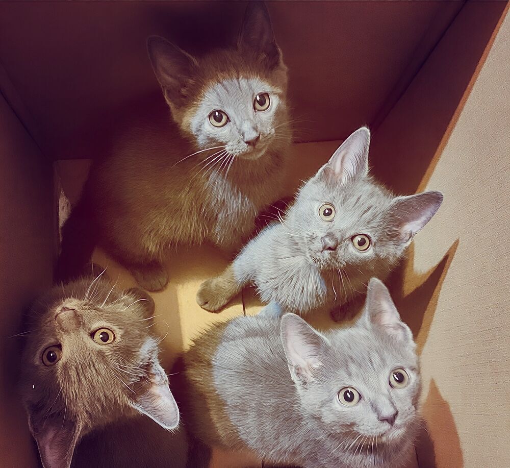   4 Chartreux LOOF - Élevés avec Berger Allemand  