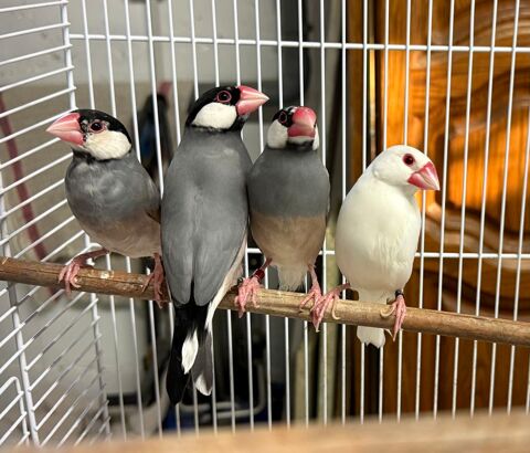 Padda de Java 100 67730 Châtenois
