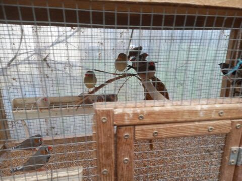 Oiseaux exotique et croches 40 82600 Saint-sardos