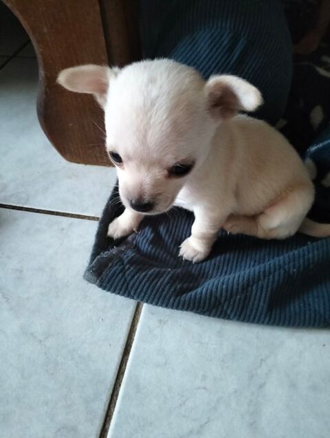 chiot chihuahua m&acirc;le 700 35460 Saint-ouen-la-rouërie