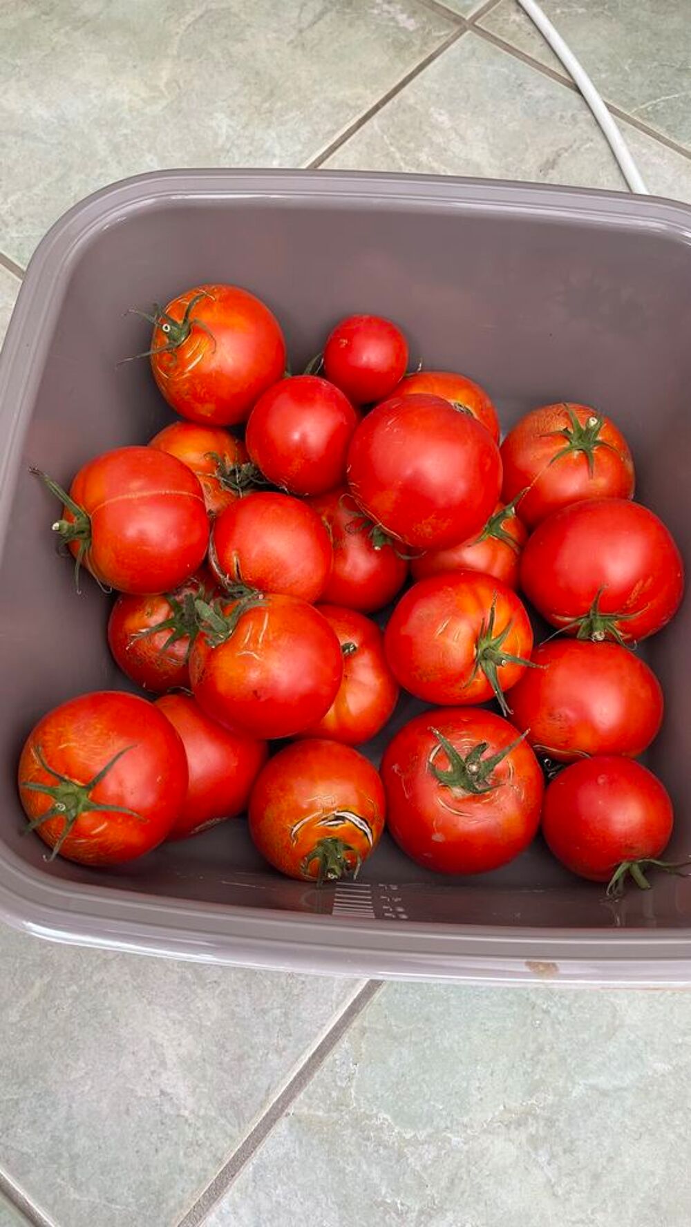 L&eacute;gumes bio de mon potager Jardin