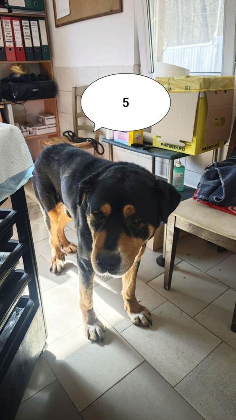   Attikus à l'adoption 