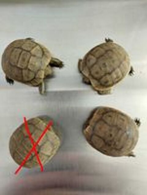   Tortues grecque juvéniles 