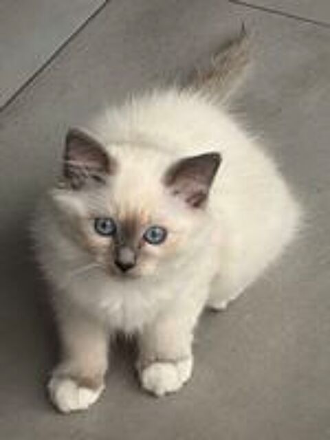   2 chatons femelles Sacré de Birmanie LOOF 