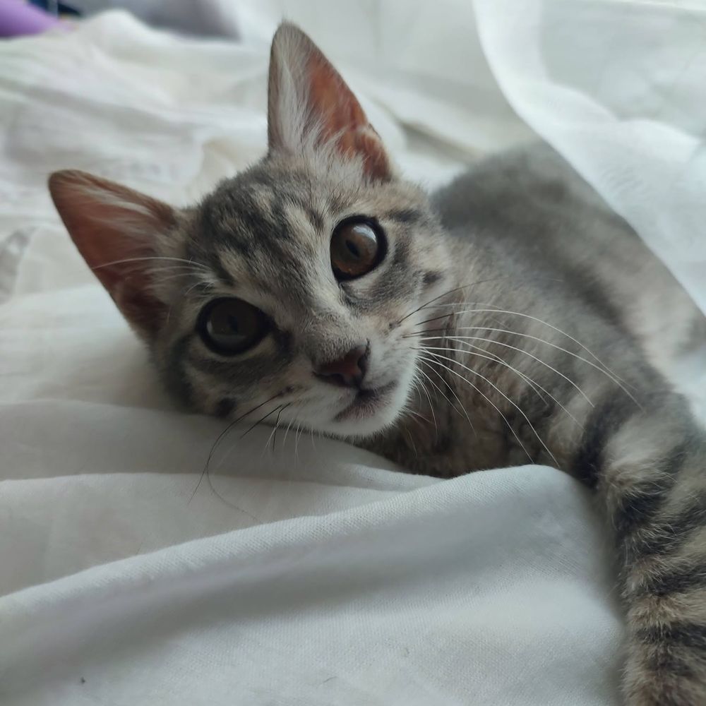   PERLA 