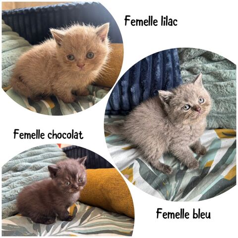 Chatons british shorthair LOOF 1200 69002 Lyon