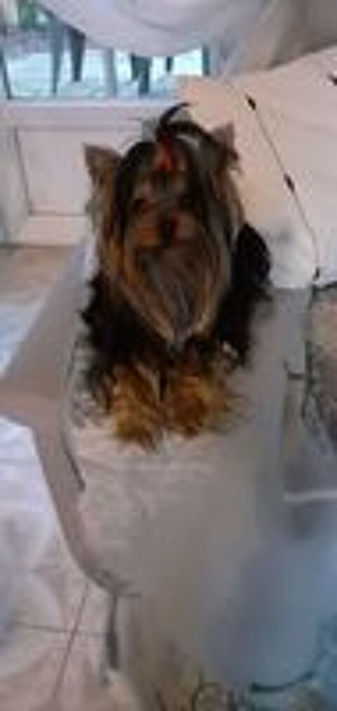   saillie Yorkshire terrier toy 