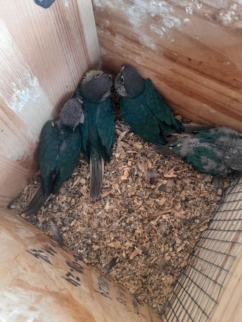   petits perroquets conure molinae 