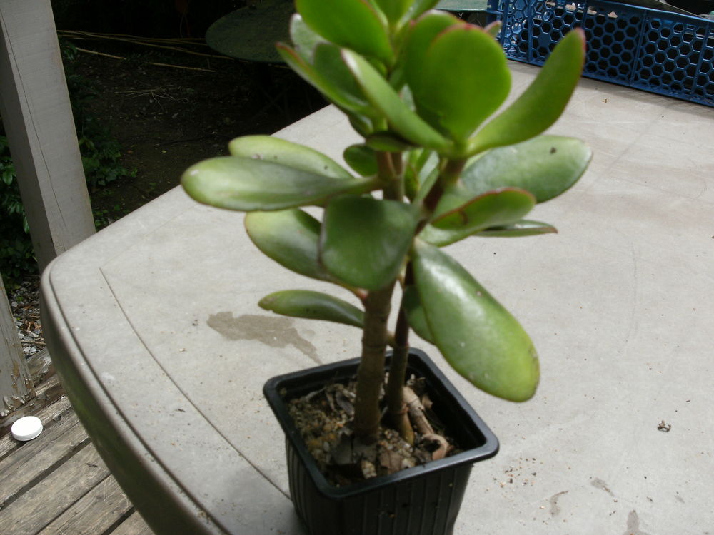 Plants de Crassula Ovata Jardin