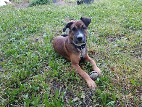 COCO, adorable chiot femelle de 7 mois 0 73250 Saint-pierre-d'albigny