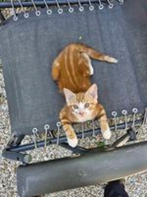   Donne 1 chaton male 