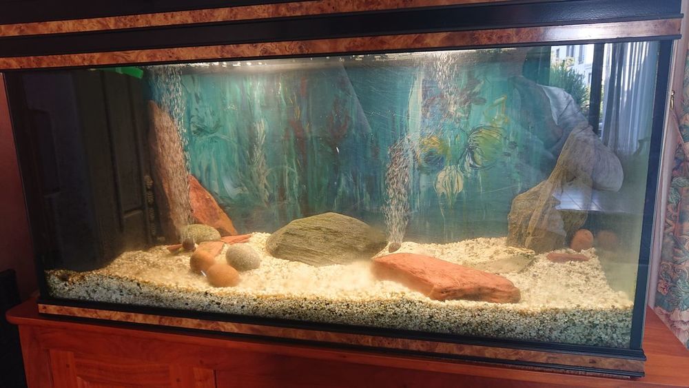  Grand Aquarium 200 L + TRES COMPLET - PRET USAGE  