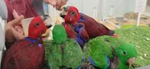   Expo d'oiseaux le samedi 4 juillet 2026 