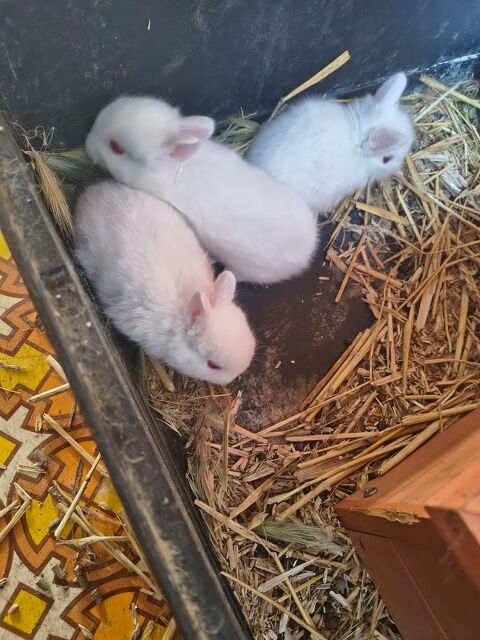 Bébé lapin 5 11260 Espraza