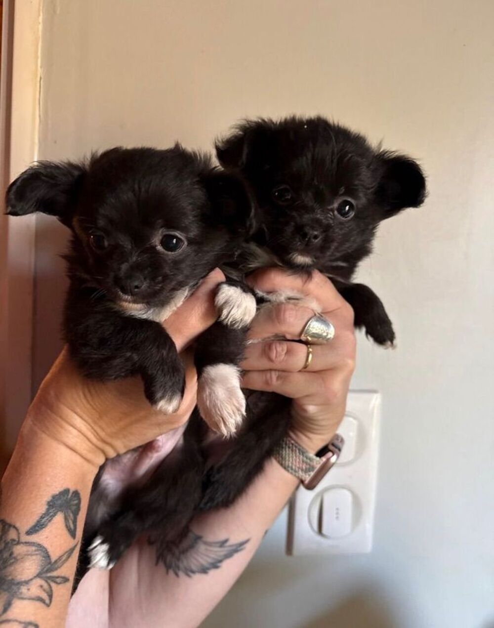   chihuahua 