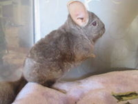   jeune chinchilla femelle 