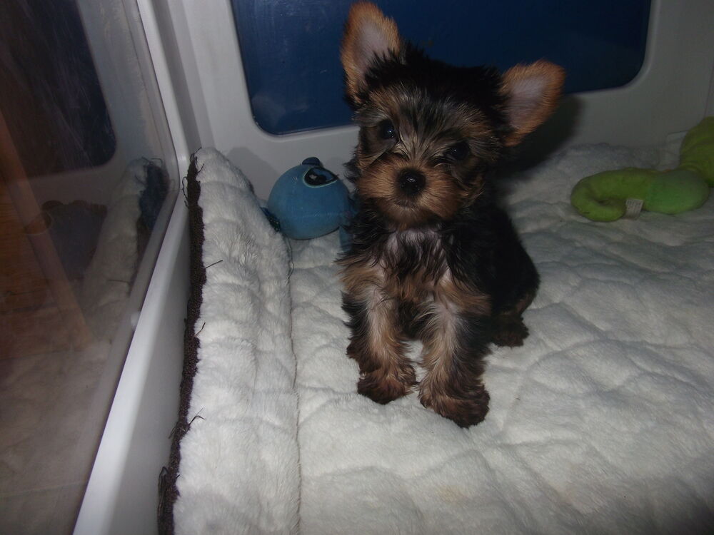   magnifique chiot yorkshire terrier male 