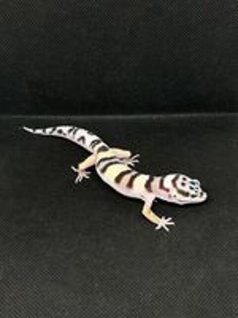   Disponible 6 mâles gecko léopard nés en 2025 