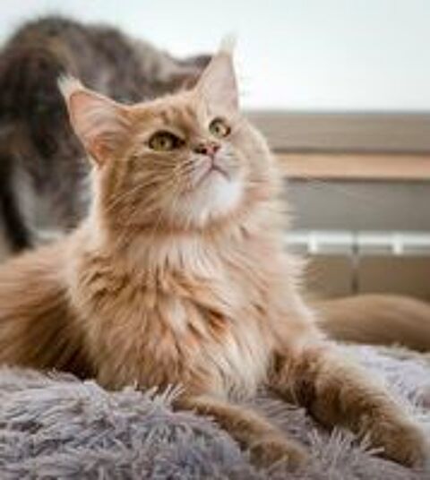   Maine Coon  